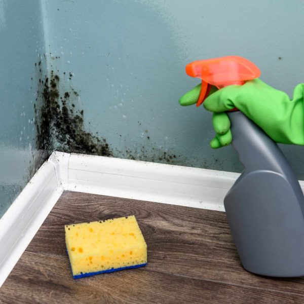 Spray bottle and sponge near black mould wall. House cleaning concept